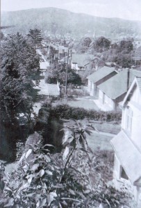 Photograph is taken from a tree house built in a pear tree at the bottom of Wedderburn Road
